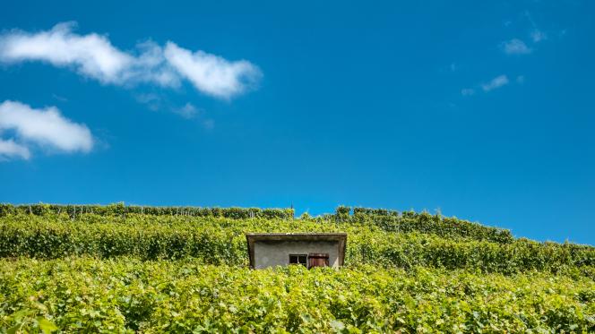 Grapevines 2